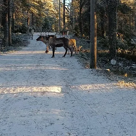 Cinderella's روفانييمي